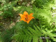 Giglio di San Giovanni - Lilium Bulbiferum L.
