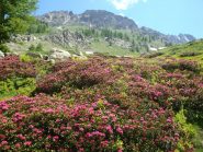 Rododendro