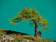 Tonalità di verdi e turchesi