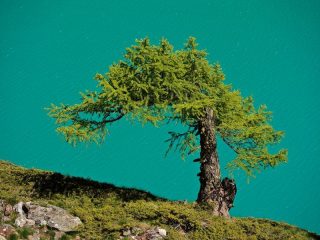 Tonalità di verdi e turchesi