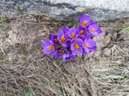 fiori