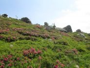 fioritura di rododendri