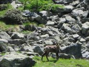 stambecco sul sentiero