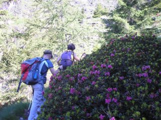 bellissima fioritura di rododendri