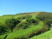 Il disegno delle piste da sci nel tappeto di rododendri del Redentore