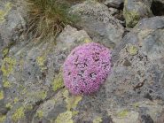 Silene acaulis