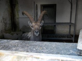 l'inquilino della caserma