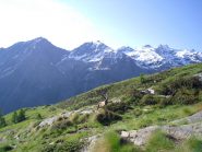 il capo branco con almeno 20 anni....