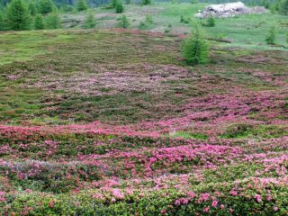 Rododendri in fiore