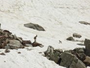 femmina di stambecco con cucciolo