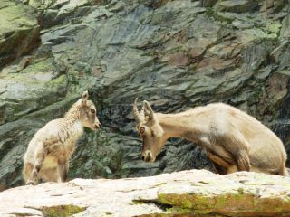 femmina di stambecco con cucciolo da vicino