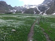 Losetta ancora distante e fioritura