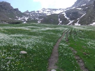 Losetta ancora distante e fioritura