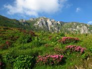 Fiori e colori