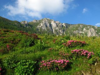 Fiori e colori