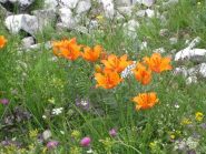 bellissime fioriture