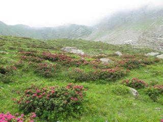 rododendri