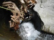 sotto radice si taboooga