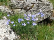 fiori di lino