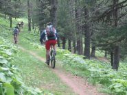 tratto bellissimo nel bosco