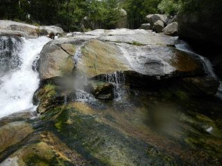 placconate bagnate e viscide