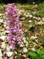 Orchidea selvatica