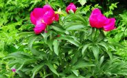 Peonia selvatica (Paeonia officinalis) 