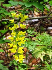 Maggiociondolo (Laburnum anagyroides)