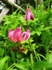 Giglio martagone (Lilium martagon)