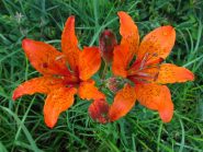 Giglio rosso (Lilium bulbiferum)