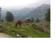 Cavallo al pascolo nei pressi di San Grato..