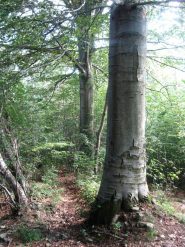 appena sopra case cutin