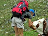 Una mucca che non disdegna le coccole