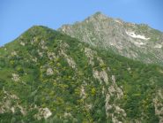 Fioritura di maggiociondolo verso la Punta del mariasco
