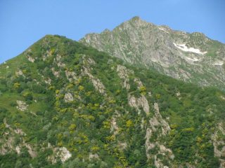 Fioritura di maggiociondolo verso la Punta del mariasco