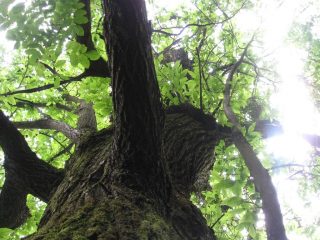 castagno notevole al ponte vicino a Balmella