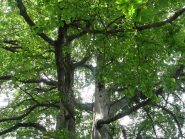 bifaggio all alpe tola