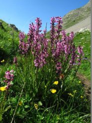 Splendida fioritura