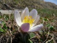 il fiore più peloso di oggi