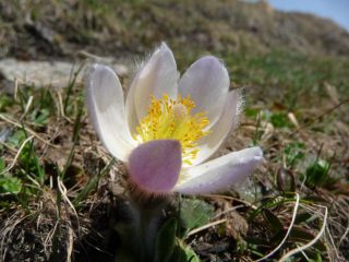 il fiore più peloso di oggi
