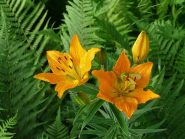 carellata di fiori