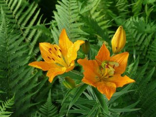 carellata di fiori