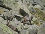 Stambecchi sul sentiero