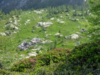 il bel pianoro dell'alpe Liliet