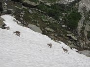 stambecchi nei pressi del rifugio Daviso