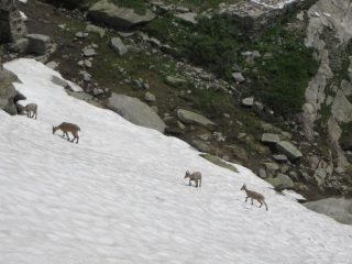 stambecchi nei pressi del rifugio Daviso