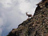 bel stambecco appena sotto la cima