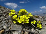 Sulla cresta incontri colorati nella pietraia