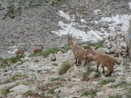 Stambecchi, femmine adulte con capretti