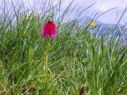 guardare ed annusare: nigritella alla vaniglia